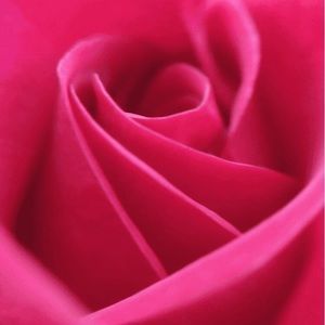 Meet your Posher, Sherina